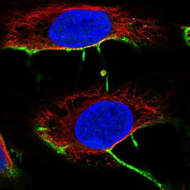 DCHS2 Antibody in Immunocytochemistry (ICC/IF)