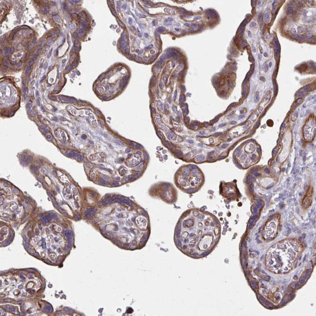 EID2B Antibody in Immunohistochemistry (Paraffin) (IHC (P))