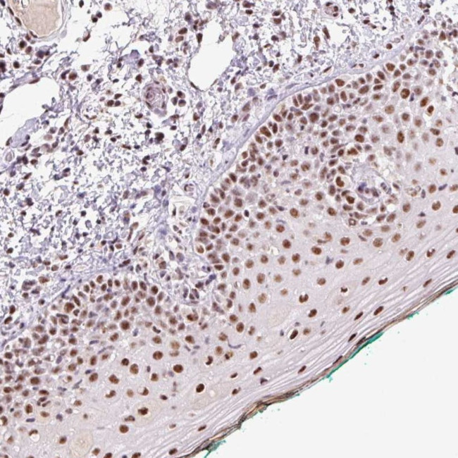 DPPA5 Antibody in Immunohistochemistry (Paraffin) (IHC (P))