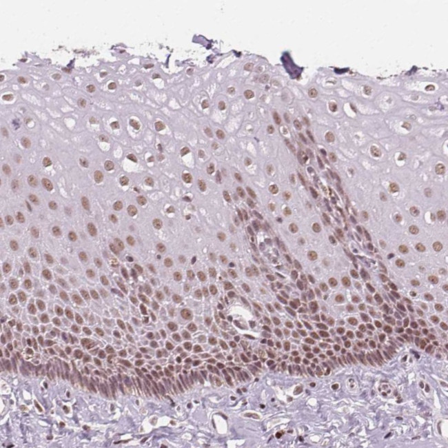 DPM2 Antibody in Immunohistochemistry (Paraffin) (IHC (P))