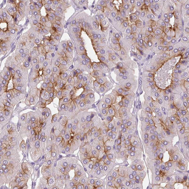 LRP2 Antibody in Immunohistochemistry (Paraffin) (IHC (P))