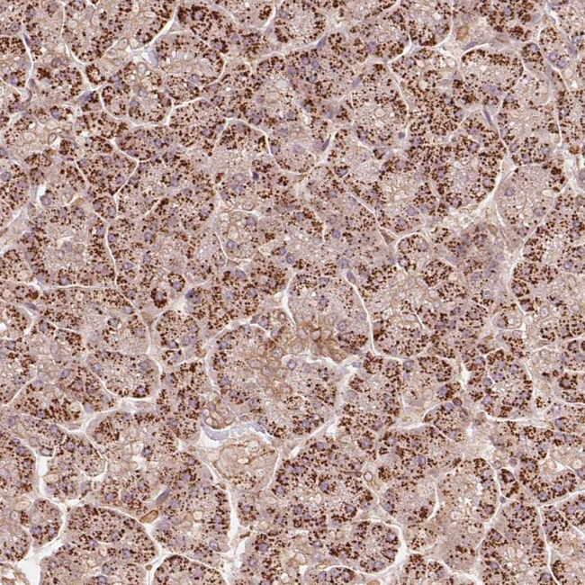 RIC3 Antibody in Immunohistochemistry (Paraffin) (IHC (P))
