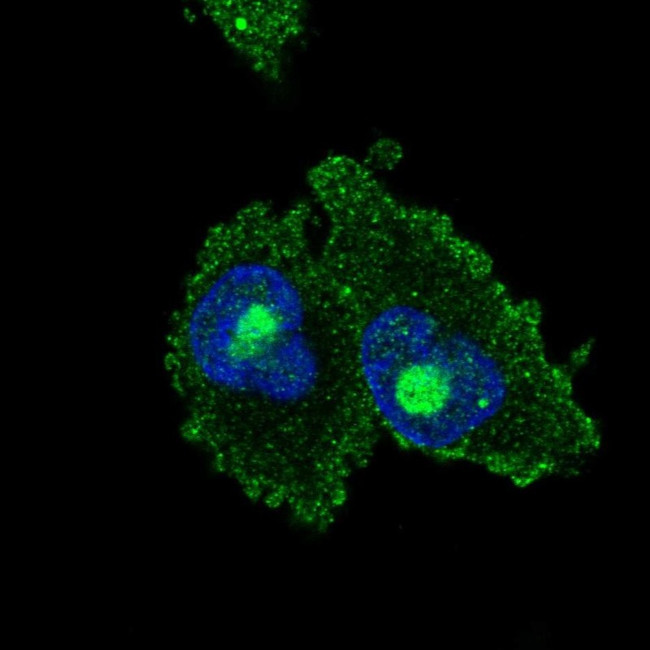 C18orf21 Antibody in Immunocytochemistry (ICC/IF)