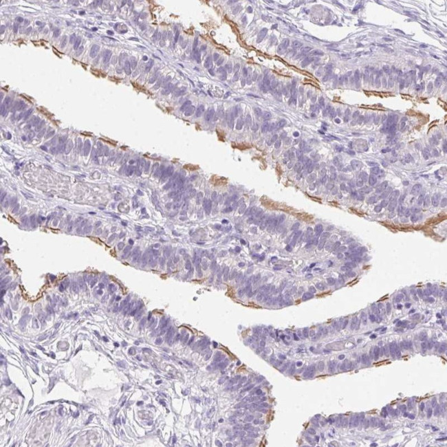 C20orf85 Antibody in Immunohistochemistry (Paraffin) (IHC (P))