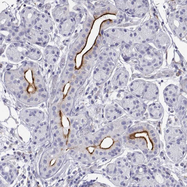 PROL1 Antibody in Immunohistochemistry (Paraffin) (IHC (P))
