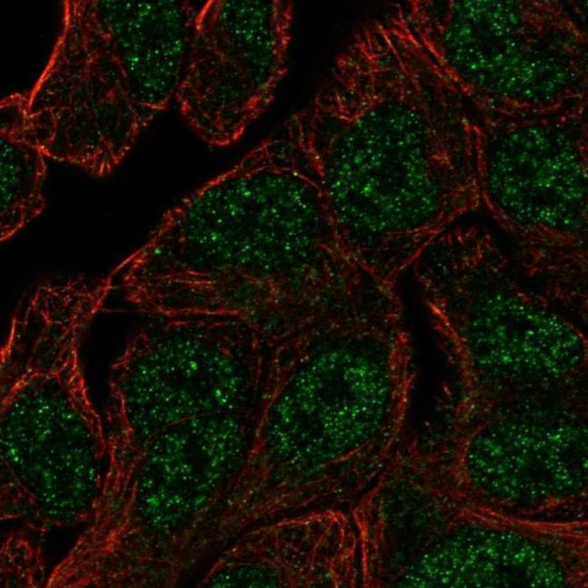 ANKRD65 Antibody in Immunocytochemistry (ICC/IF)
