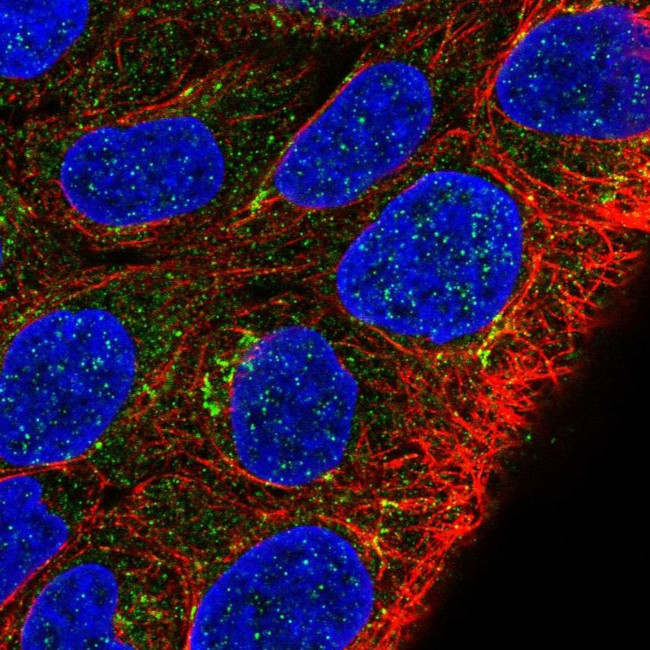 MKRN2OS Antibody in Immunocytochemistry (ICC/IF)