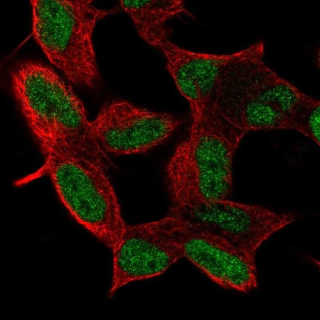 MIER3 Antibody in Immunocytochemistry (ICC/IF)