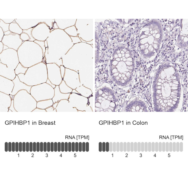 GPIHBP1 Antibody