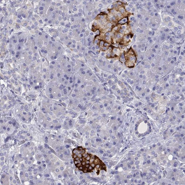 TMEM211 Antibody in Immunohistochemistry (Paraffin) (IHC (P))