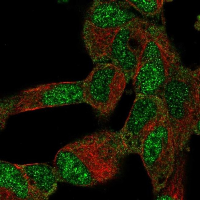 BTF3L4 Antibody in Immunocytochemistry (ICC/IF)