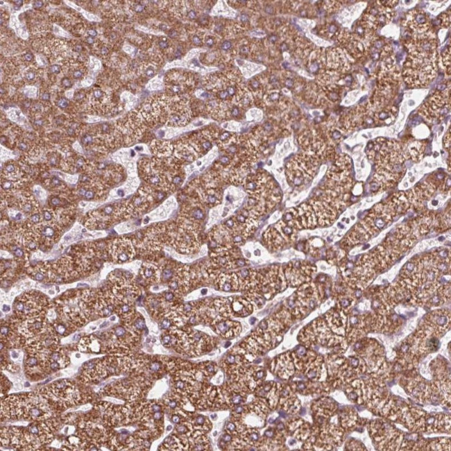 WDR21C Antibody in Immunohistochemistry (Paraffin) (IHC (P))