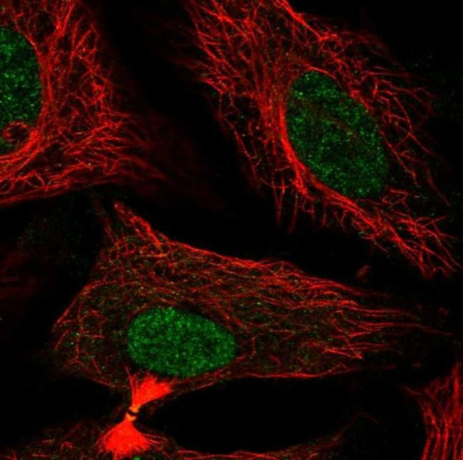 FAM50B Antibody in Immunocytochemistry (ICC/IF)