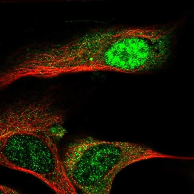ZNF286B Antibody in Immunocytochemistry (ICC/IF)
