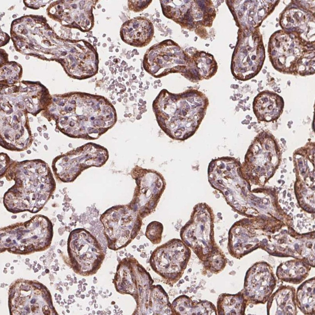 PLSCR3 Antibody in Immunohistochemistry (Paraffin) (IHC (P))