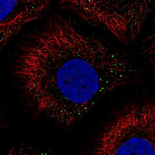 PHGR1 Antibody in Immunocytochemistry (ICC/IF)