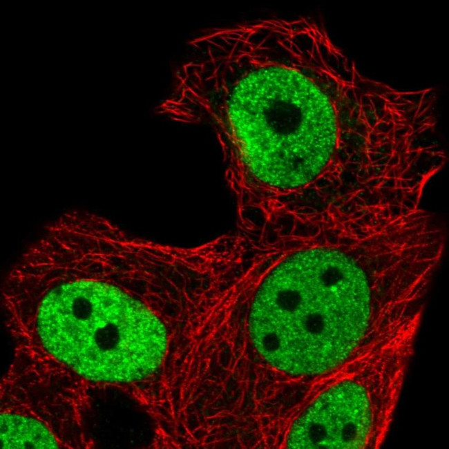 ZNF41 Antibody in Immunocytochemistry (ICC/IF)