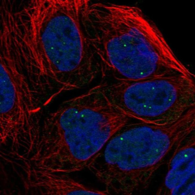 TOE1 Antibody in Immunocytochemistry (ICC/IF)