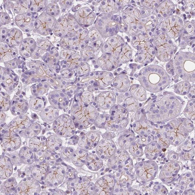 PRR35 Antibody in Immunohistochemistry (Paraffin) (IHC (P))