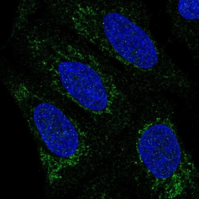 PHYHIP Antibody in Immunocytochemistry (ICC/IF)