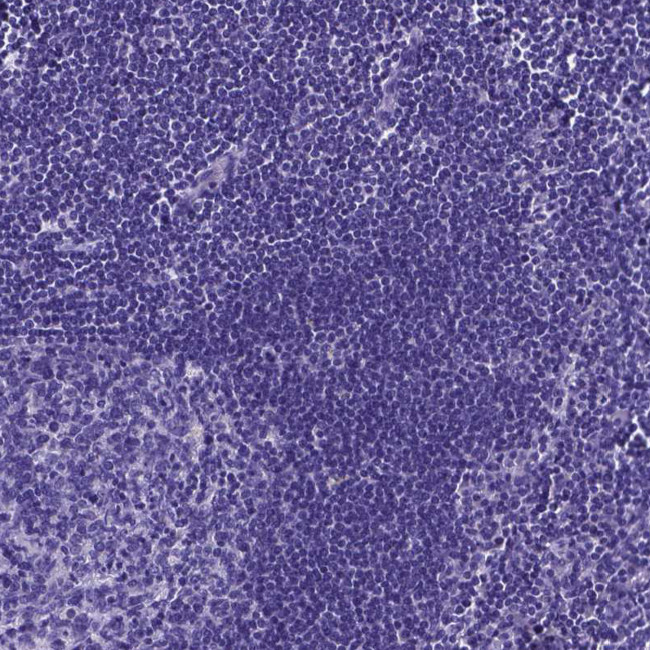 Motilin Antibody in Immunohistochemistry (Paraffin) (IHC (P))