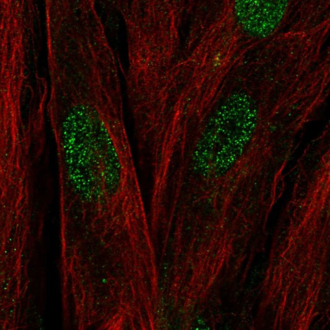 C17orf107 Antibody in Immunocytochemistry (ICC/IF)