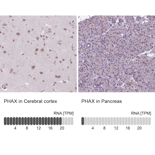 PHAX Antibody in Immunohistochemistry (IHC)