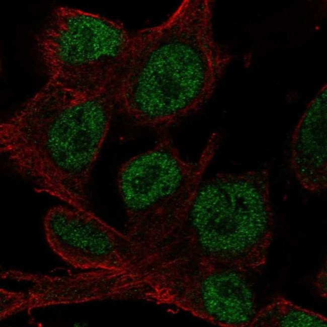 HOXD4 Antibody in Immunocytochemistry (ICC/IF)