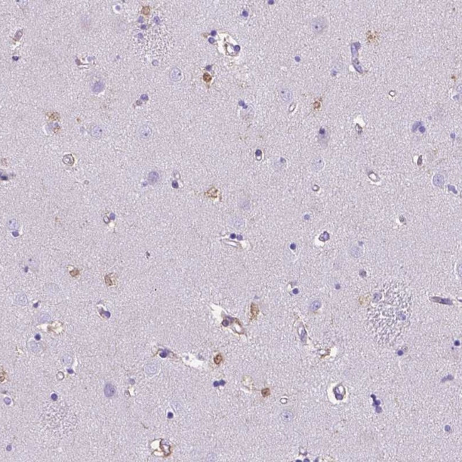 TMEM169 Antibody in Immunohistochemistry (Paraffin) (IHC (P))