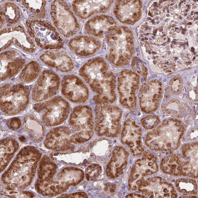 MORN1 Antibody in Immunohistochemistry (Paraffin) (IHC (P))