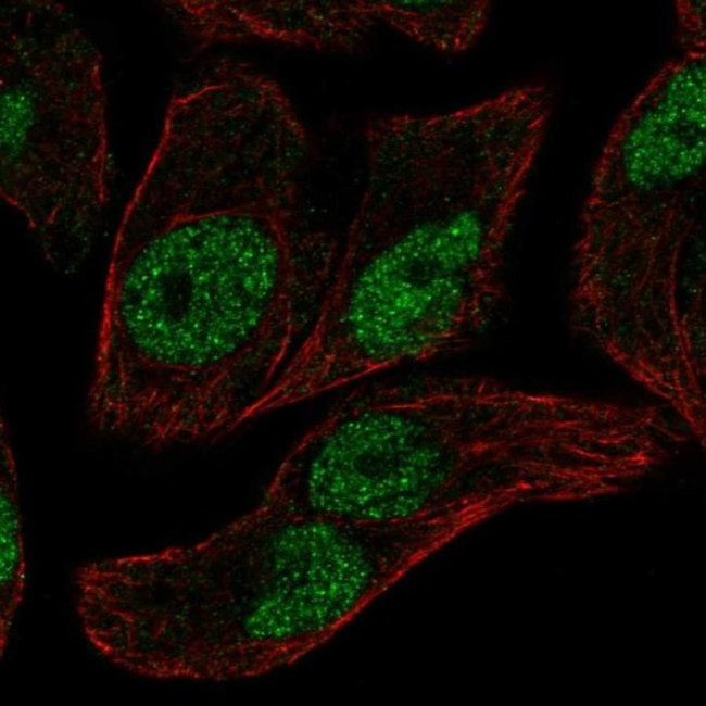 ELF2 Antibody in Immunocytochemistry (ICC/IF)