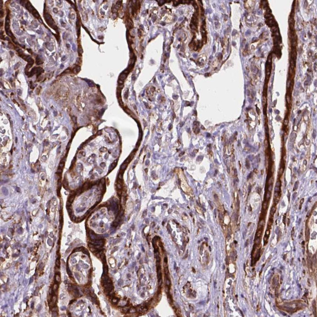 FNIP1 Antibody in Immunohistochemistry (Paraffin) (IHC (P))