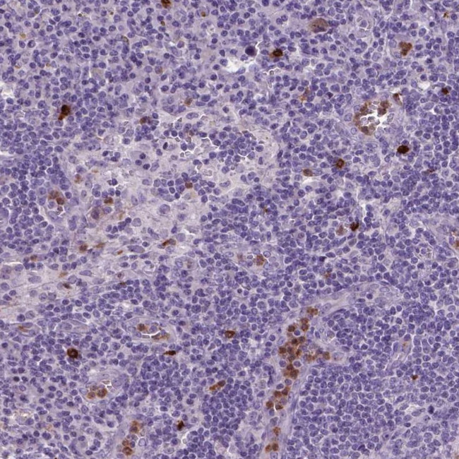 NTNG2 Antibody in Immunohistochemistry (Paraffin) (IHC (P))