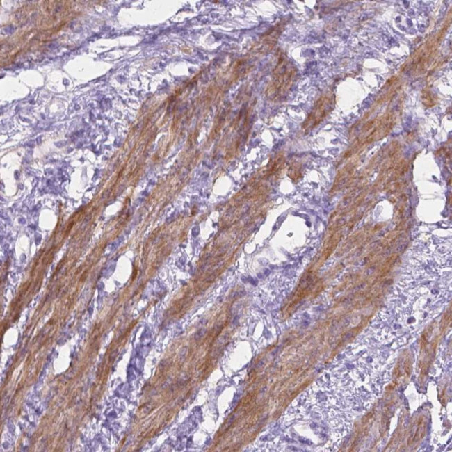 MBLAC1 Antibody in Immunohistochemistry (Paraffin) (IHC (P))