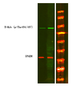 Phospho-B-Myb (Thr494, Thr497) Antibody in Western Blot (WB)