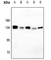 Phospho-GP130 (Ser782) Antibody in Western Blot (WB)