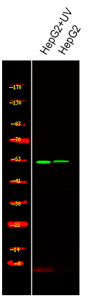 Phospho-SMAD1 (Ser214) Antibody in Western Blot (WB)