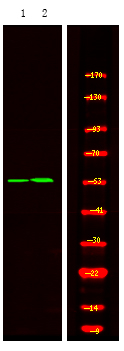 Phospho-HIC5 (Tyr60) Antibody in Western Blot (WB)