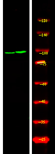 Phospho-CtIP (Ser664) Antibody in Western Blot (WB)