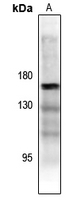Phospho-ASK1 (Thr838) Antibody in Western Blot (WB)