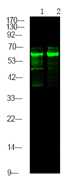 Phospho-Caspase 8 (Tyr448) Antibody in Western Blot (WB)