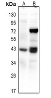 Phospho-CREB (Ser111) Antibody in Western Blot (WB)