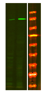 Phospho-eNOS (Ser114) Antibody in Western Blot (WB)