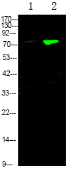 Phospho-FOXO3A (Ser644) Antibody in Western Blot (WB)