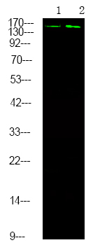 Phospho-DAPK1 (Ser289) Antibody in Western Blot (WB)
