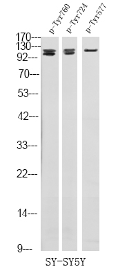 Phospho-FGFR3 (Tyr760) Antibody in Western Blot (WB)