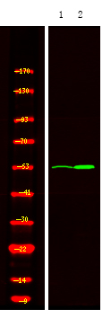 Phospho-MOK (Tyr161) Antibody in Western Blot (WB)