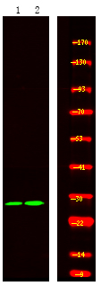Phospho-ARK5 (Ser600) Antibody in Western Blot (WB)