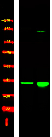 Phospho-p38 MAPK gamma/delta (Tyr185, Tyr182) Antibody in Western Blot (WB)