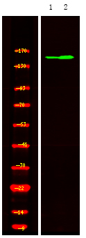 Phospho-PASK (Thr1165) Antibody in Western Blot (WB)